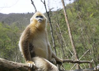 SHENNONGJIA NATIONAL NATURE RESERVE, CHINA - Sub-adult sits on branch of tree and looks.  (photo credit:  National Geographic/Jess Tombs)