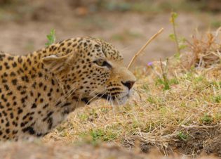 Kamuti Ears low- Close up. (Photo credit: Blue Ant Media)