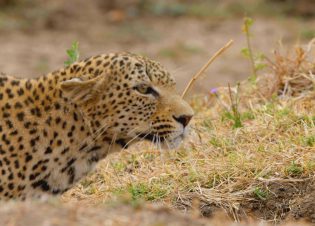 Kamuti Ears low- Close up. (Photo credit: Blue Ant Media)