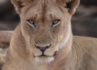 Africa - Lioness (Blue Ant Media)