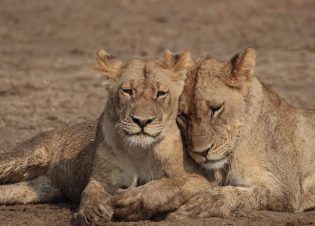 Africa - Lion siblings (Blue Ant Media)