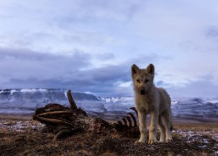 Photo of a wolf pup standing next to an old carcass. Mountains in the distance. Relates to the program's focus on the pack needing to hunt.(National Geographic/Ronan Donovan)