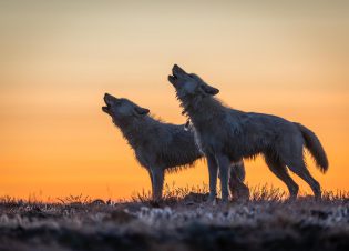 Two wolves mid-howl, facing the same direction. Relates to the disappearance of and search for the pack's matriarch.(National Geographic/Ronan Donovan)