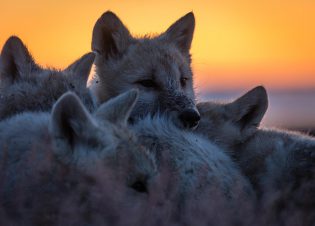Close up of the wolves huddled, faces snuggled together. Relates to the pack bonding after the loss of their matriarch.(National Geographic/Ronan Donovan)