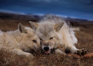 Two wolves lying on the ground heads huddled together. One wolf has its teeth bared.(National Geographic/Ronan Donovan)