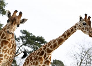 girafe